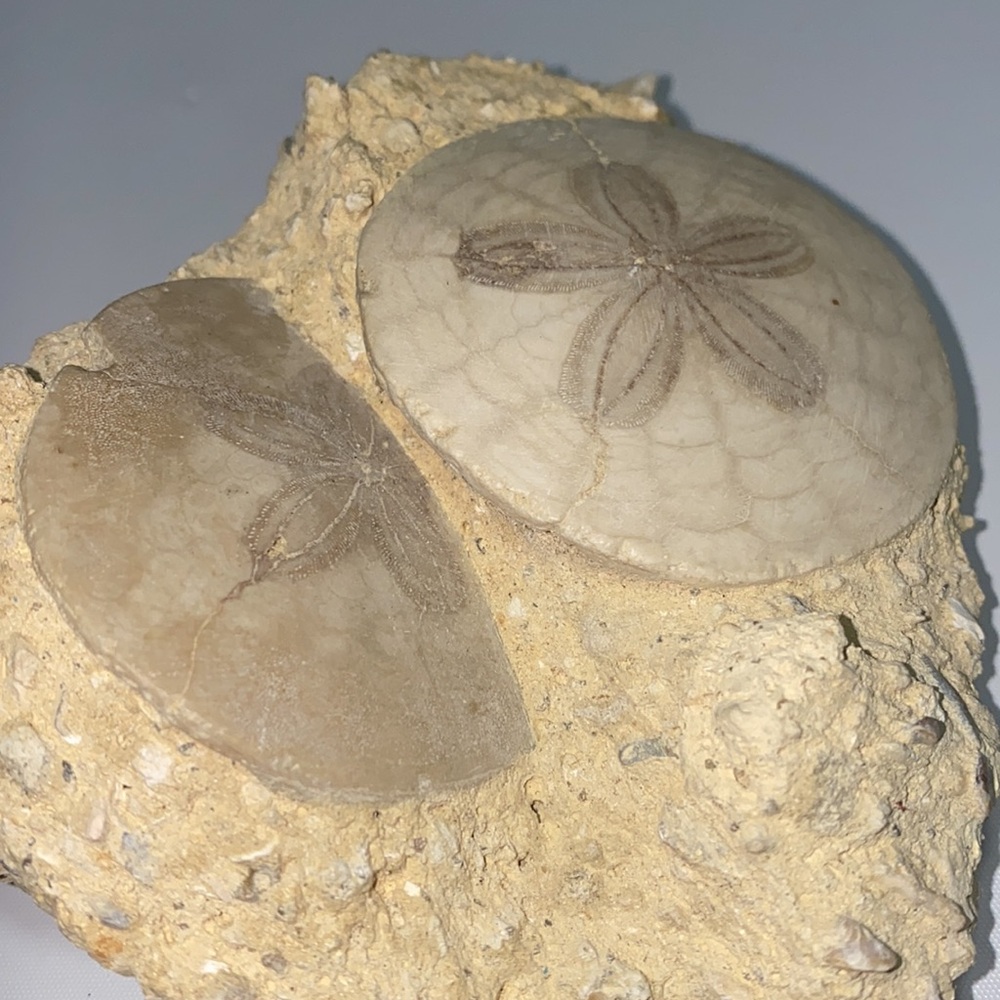 Sand dollar fossil in matrix specimen ‘G’